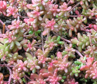 Sedum album 'Coral Carpet'