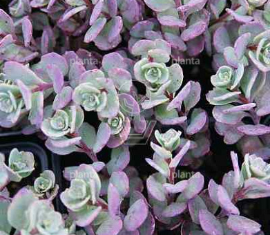 Sedum cauticola 'Lidakense'