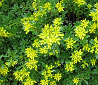 Sedum floriferum 'Weihenstephaner Gold'