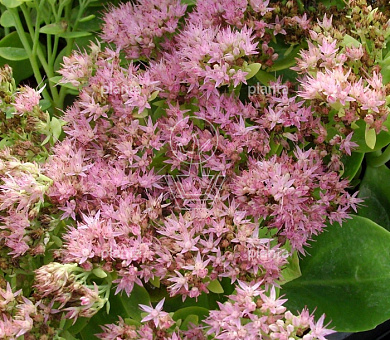 Sedum spectabile 'Brillant'