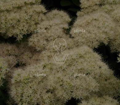Sedum spectabile 'Stardust'