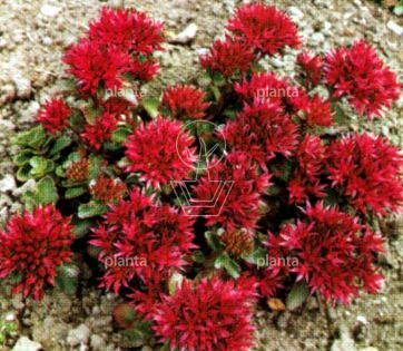 Sedum spurium 'Fuldaglut'