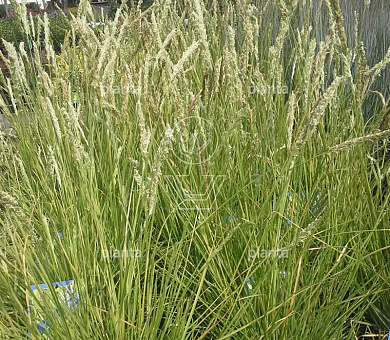 Sesleria autumnalis