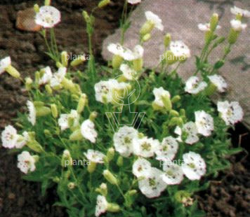 Silene maritima 'Weisskehlchen'