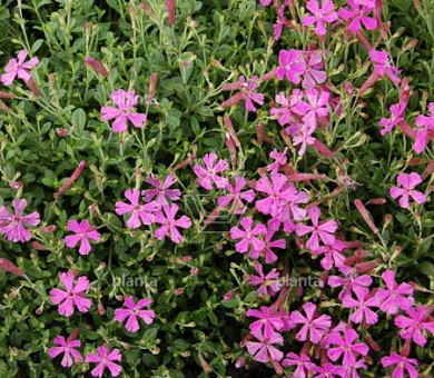 Silene schafta