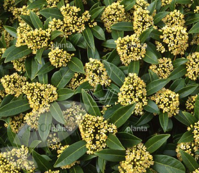 Skimmia confusa 'Kew Green'