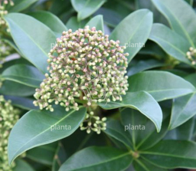 Skimmia j. 'Fragrant Cloud'