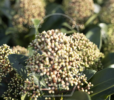 Skimmia japonica 'Marlot'
