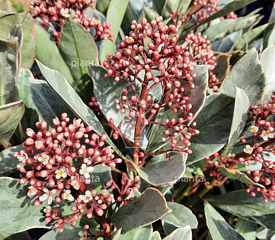 Skimmia japonica 'Perosa' (R)