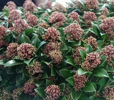 Skimmia japonica 'Pink Dwarf'