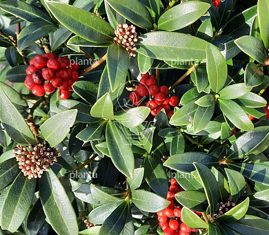 Skimmia japonica 'Red Berry Bee'