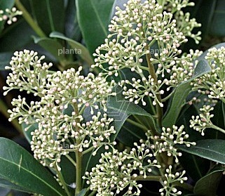 Skimmia japonica 'Snow White'