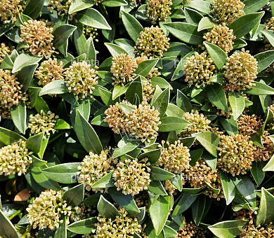 Skimmia japonica 'White Dwarf'