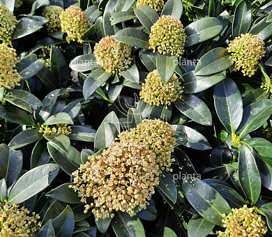 Skimmia j. White Globe