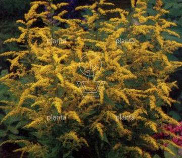 Solidago 'Golden Mosa'