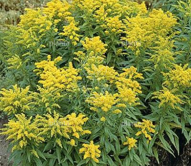Solidago 'Goldkind'
