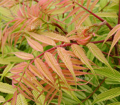 Sorbaria sorbifolia 'Sem'