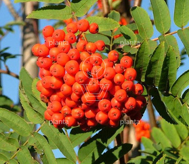 Sorbus aucuparia
