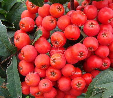 Sorbus aucuparia edulis