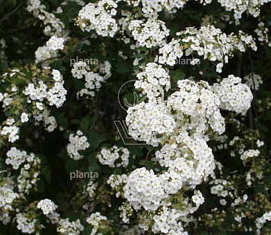 Spiraea arguta