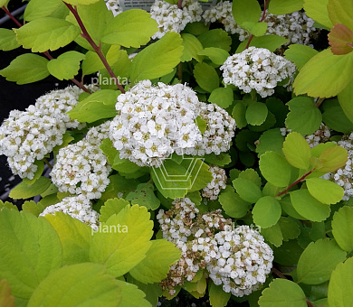 Spiraea betulifolia 'Tor Gold'