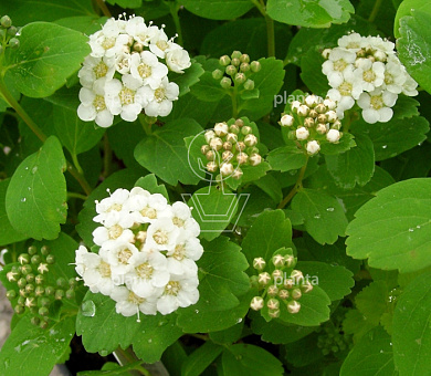 Spiraea betulifolia 'Tor'