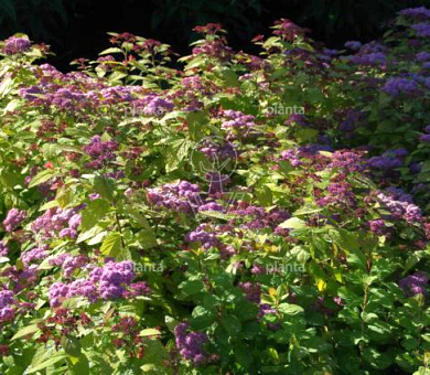 Spiraea japonica ' Big Bang' 
