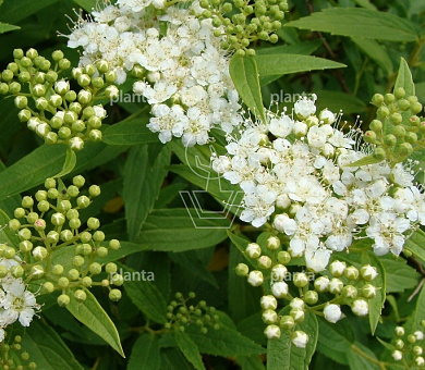 Spiraea japonica 'Albiflora'
