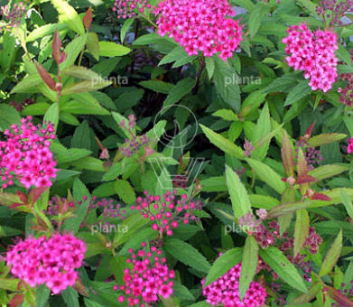 Spiraea japonica 'Anthony Waterer'