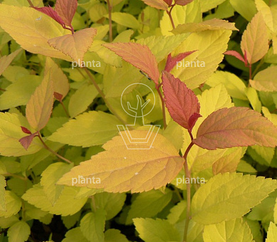 Spiraea jap. 'Firelight'