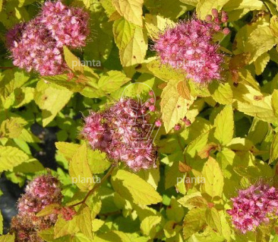 Spiraea jap. 'Golden Princess'