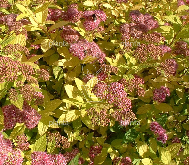 Spiraea japonica 'Goldflame'