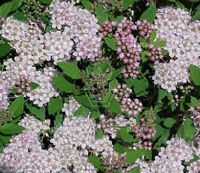 Spiraea japonica 'Little Princess'