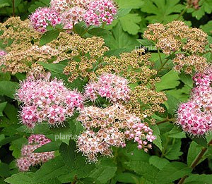 Spiraea japonica 'Manon'
