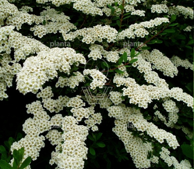 Spiraea nipponica 'Snowmound'