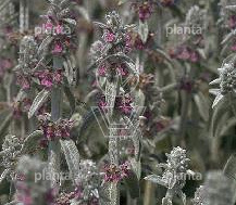 Stachys byzantina