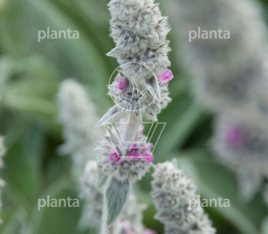Stachys byzantina 'Big Ears'