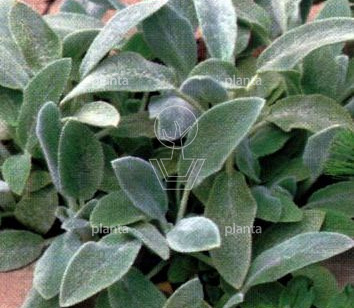 Stachys byzantina 'Silver Carpet'