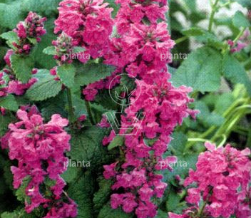 Stachys grandiflora 'Superba'