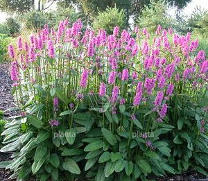 Stachys (Betonica) monieri 'Hummelo'
