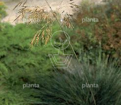 Stipa gigantea
