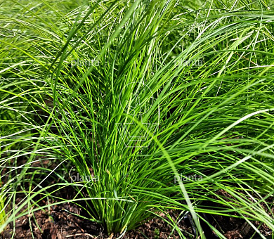 Stipa tenuissima 'Ponytails'