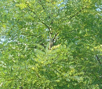 Styphnolobium japonicum 'Regent'