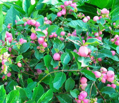 Symphoricarpos doorenbosii 'Magical Candy'