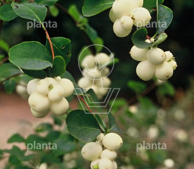 Symphoricarpos albus