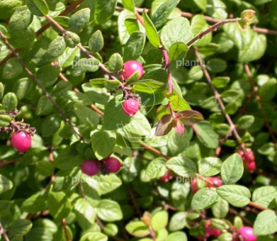 Symphoricarpos chenaultii 'Hancock'