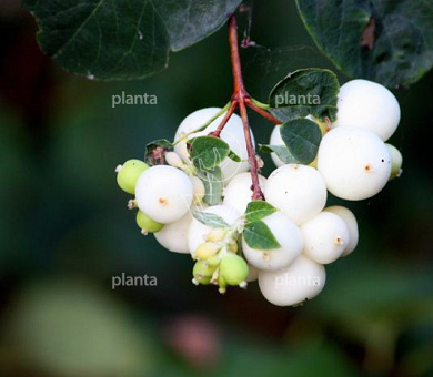 Symphoricarpos d. 'White Hedge'