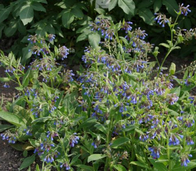 Symphytum azureum