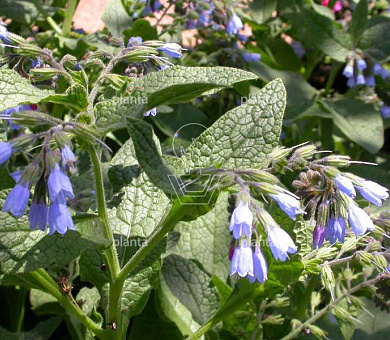 Symphytum grandiflorum 'Hidcote Blue'