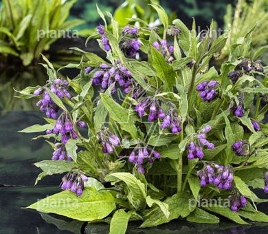 Symphytum officinale